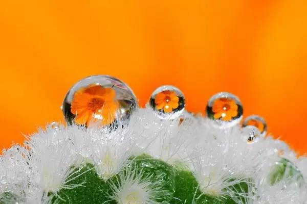 水中花，美翻了！