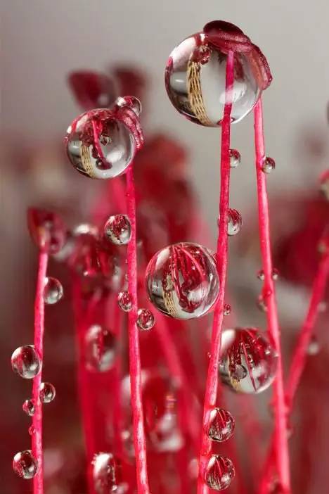 水中花，美翻了！