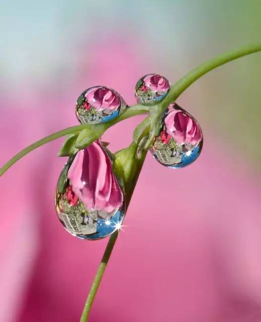 水中花，美翻了！