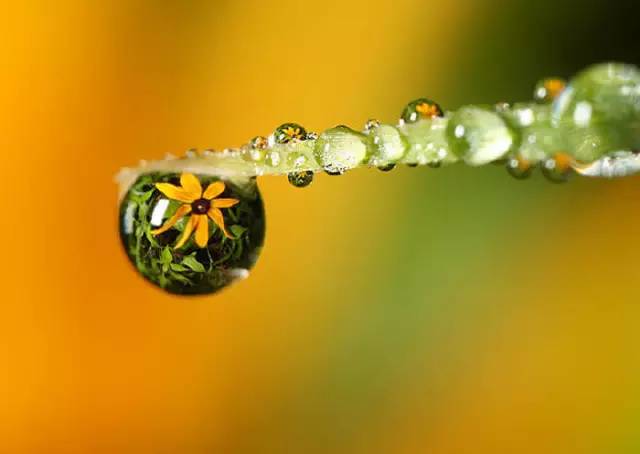 水中花，美翻了！