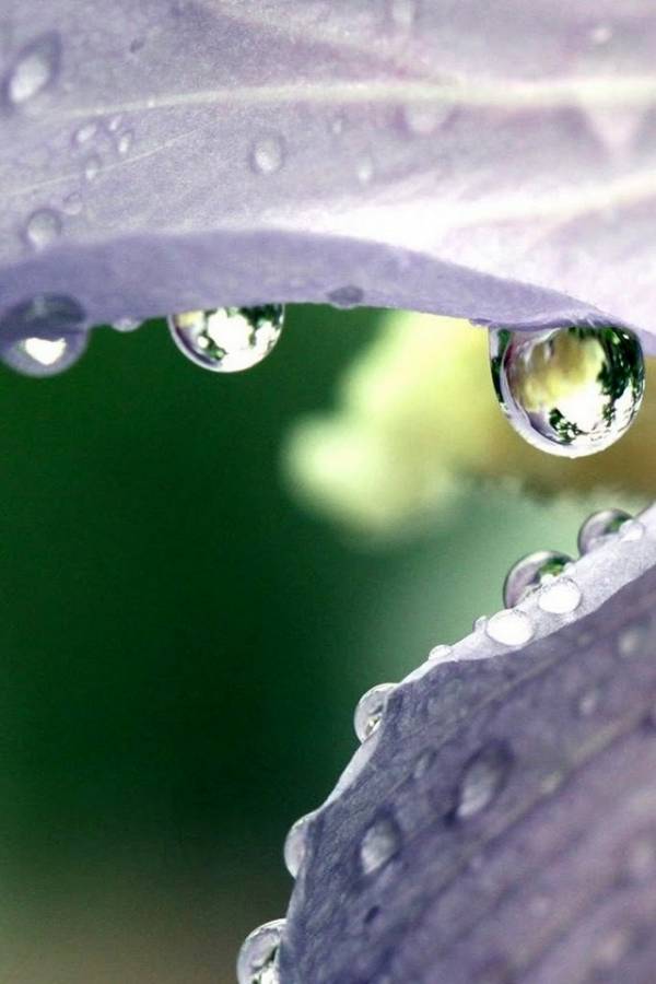 水中花，美翻了！