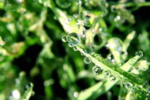 水中花，美翻了！