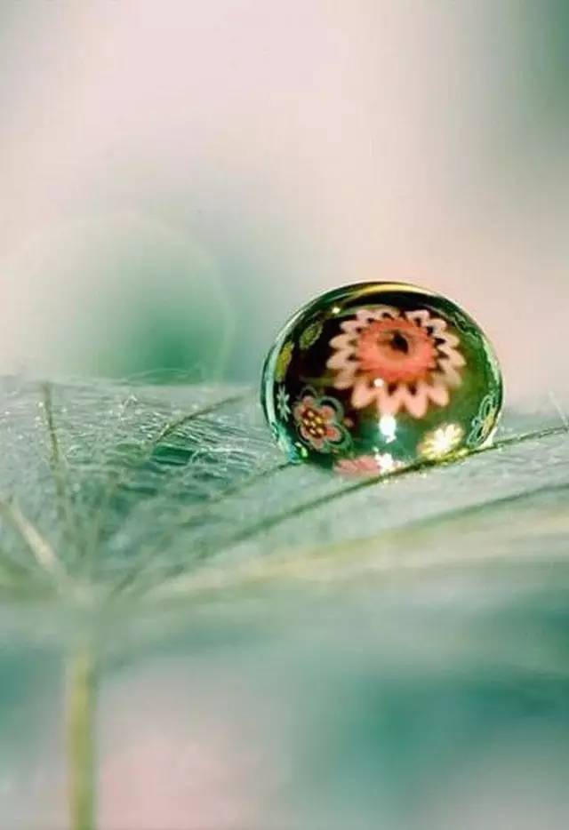 水中花，美翻了！