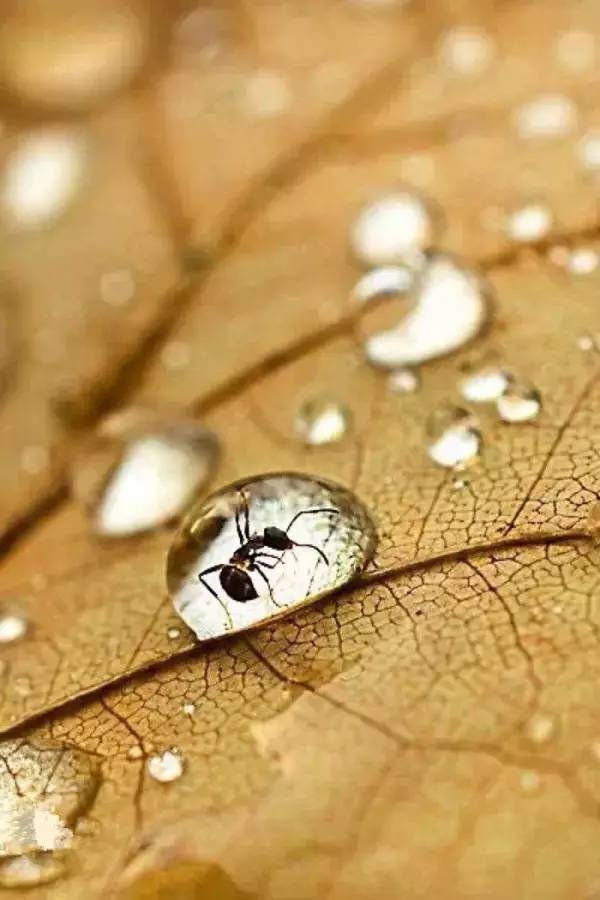 水中花，美翻了！