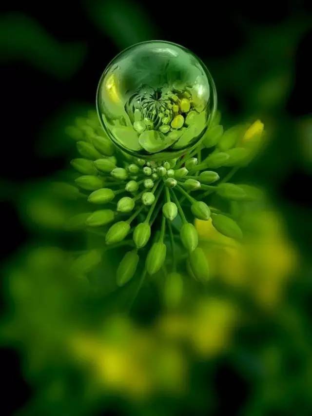 水中花，美翻了！