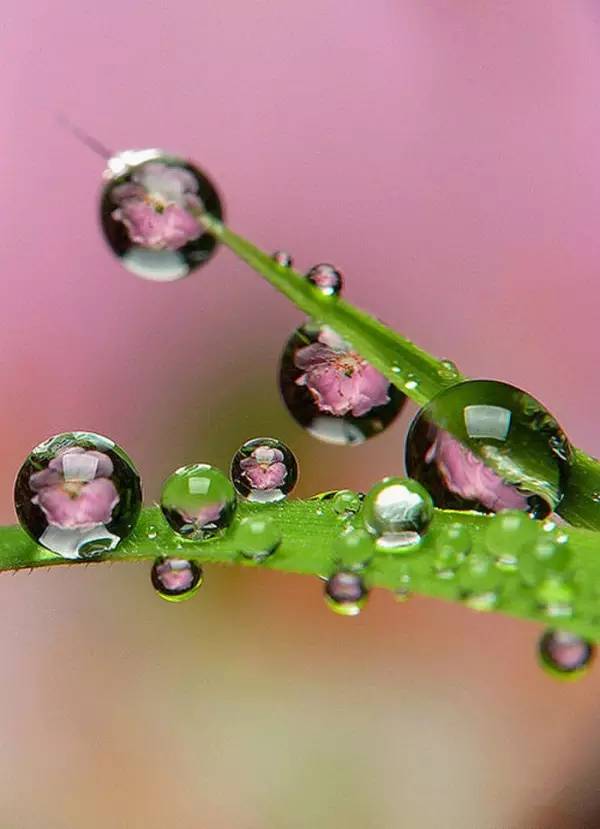 水中花，美翻了！