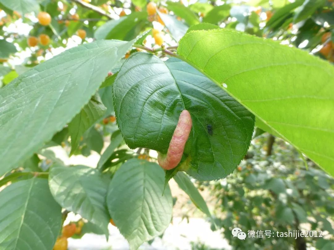 长毛的虫瘿,千奇百怪的虫子全集