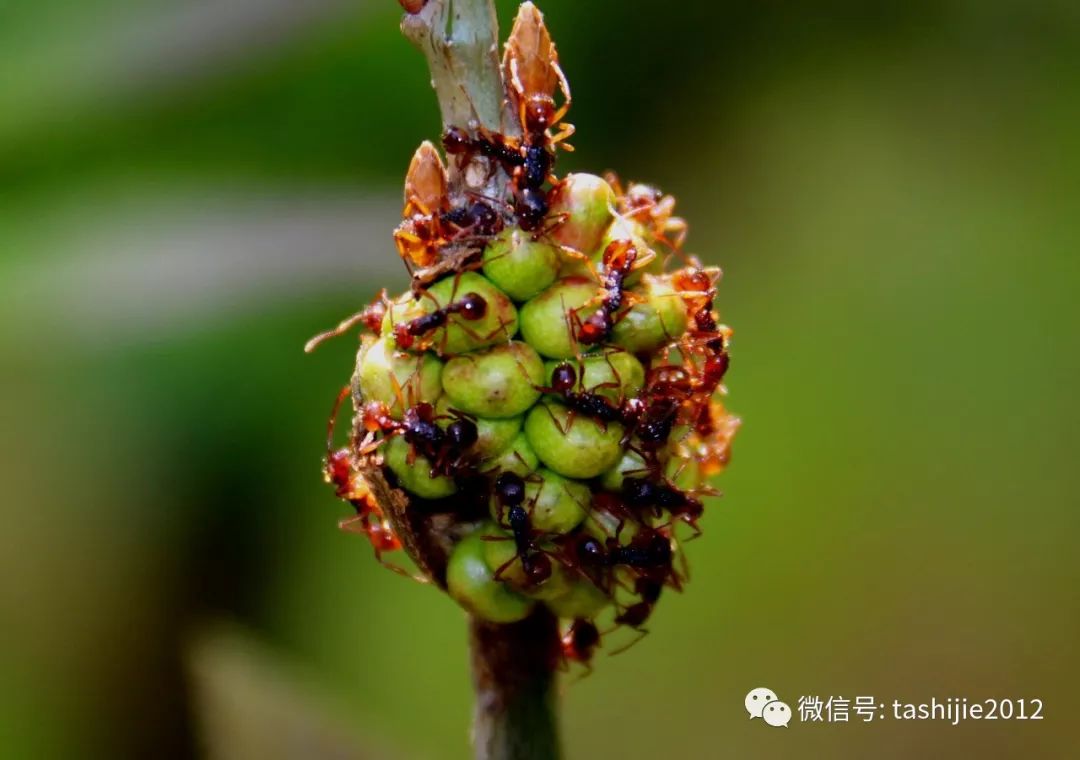 长毛的虫瘿,千奇百怪的虫子全集
