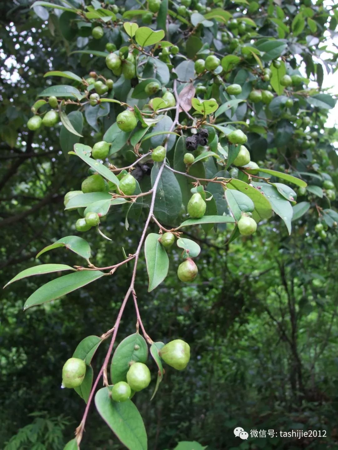 长毛的虫瘿,千奇百怪的虫子全集