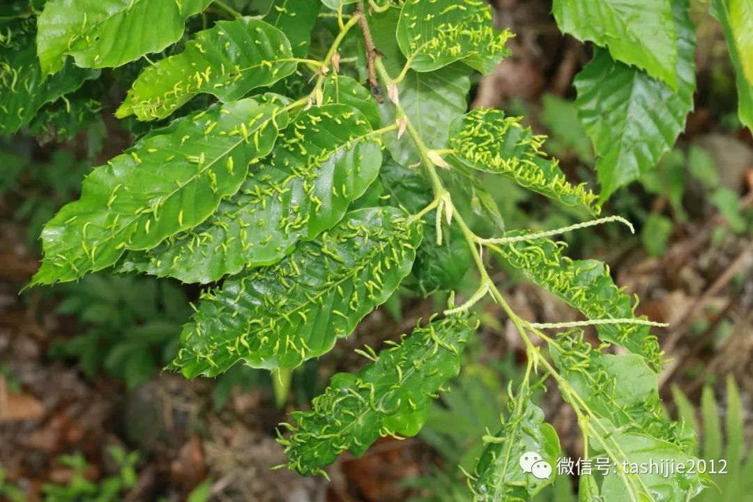 长毛的虫瘿,千奇百怪的虫子全集