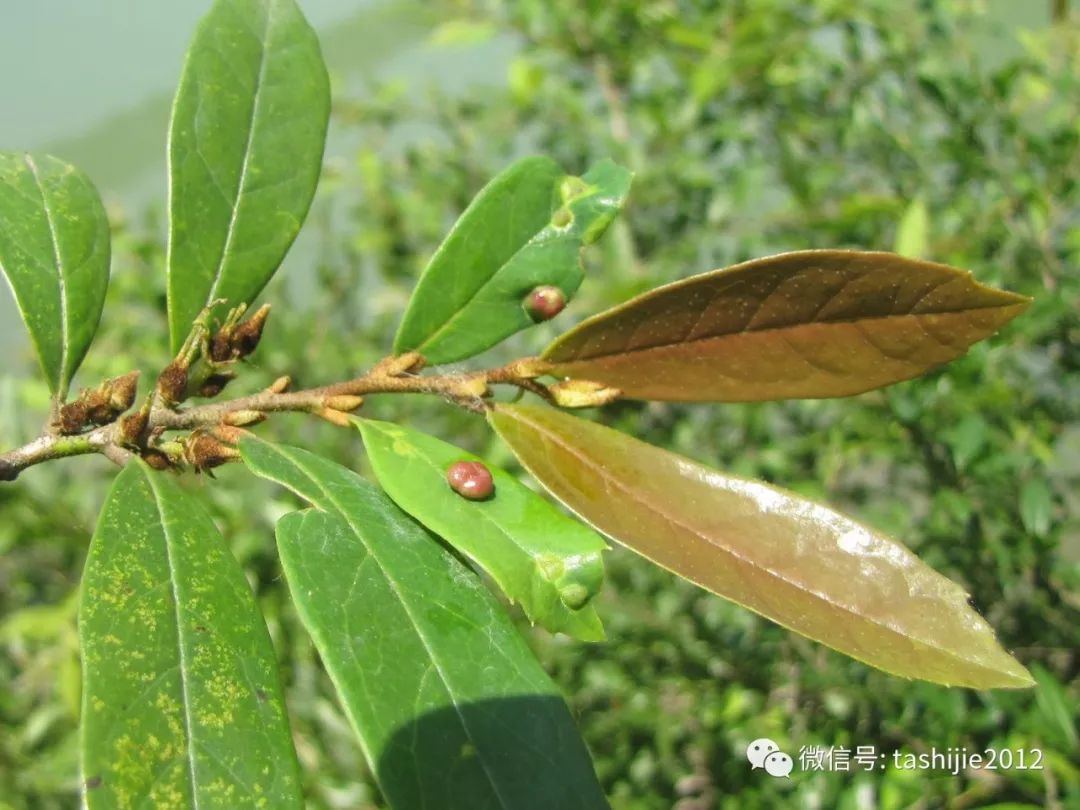长毛的虫瘿,千奇百怪的虫子全集