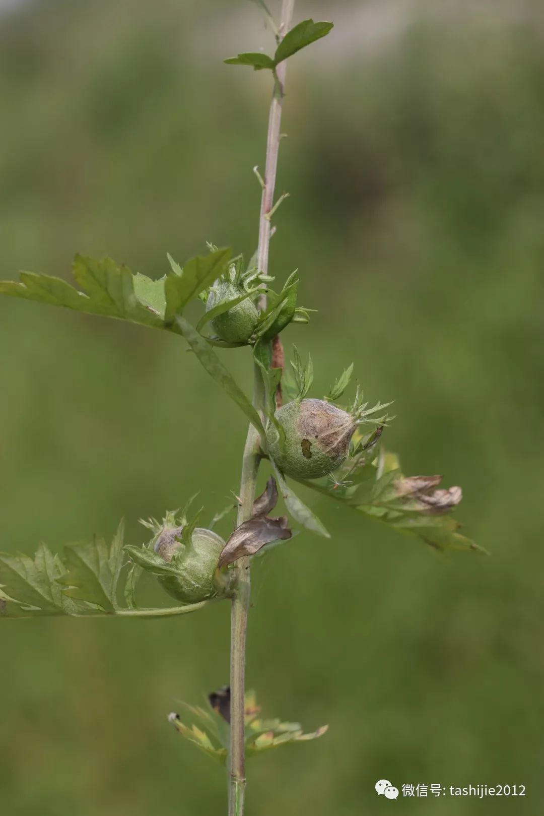 长毛的虫瘿,千奇百怪的虫子全集