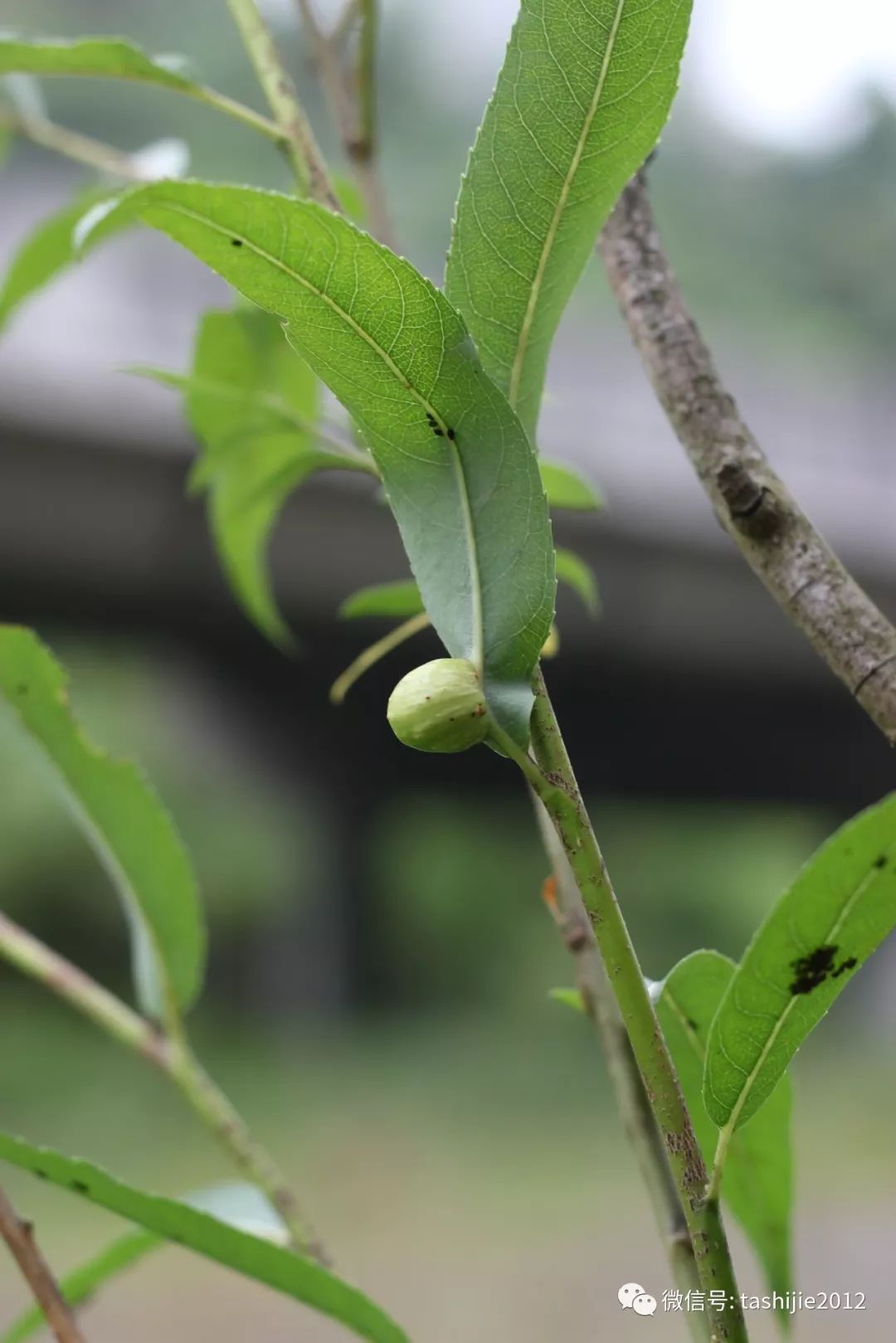 长毛的虫瘿,千奇百怪的虫子全集