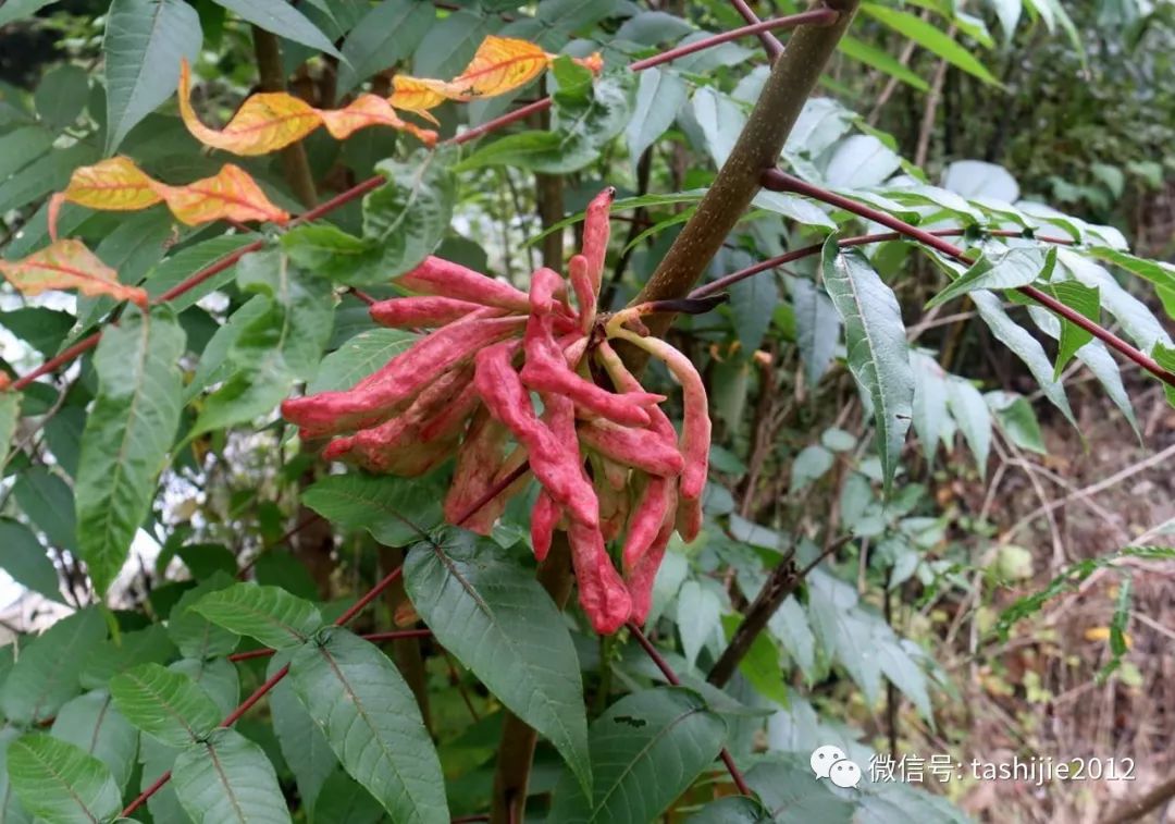 长毛的虫瘿,千奇百怪的虫子全集