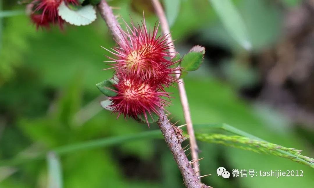 长毛的虫瘿,千奇百怪的虫子全集