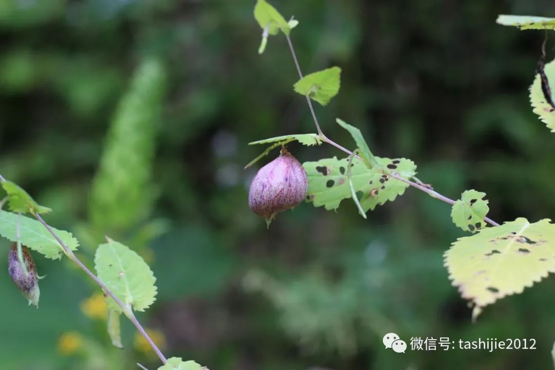 长毛的虫瘿,千奇百怪的虫子全集