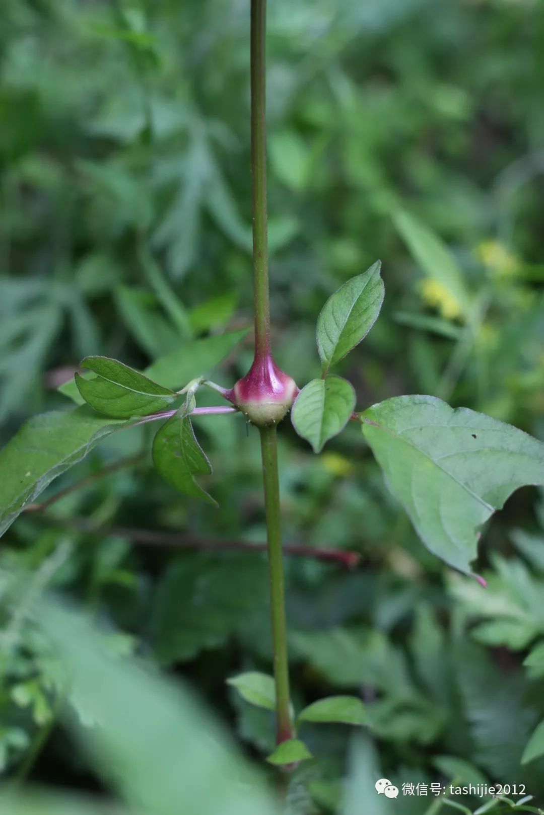 长毛的虫瘿,千奇百怪的虫子全集