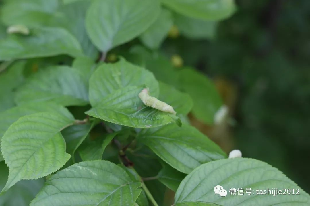 长毛的虫瘿,千奇百怪的虫子全集