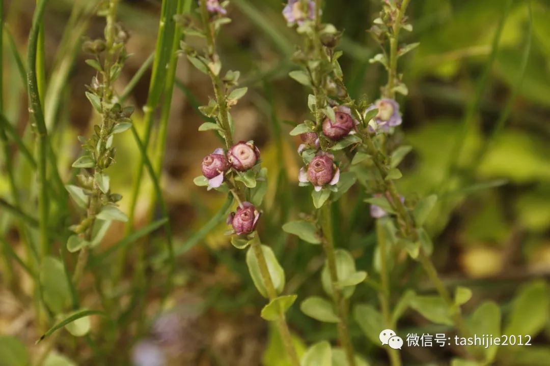 长毛的虫瘿,千奇百怪的虫子全集