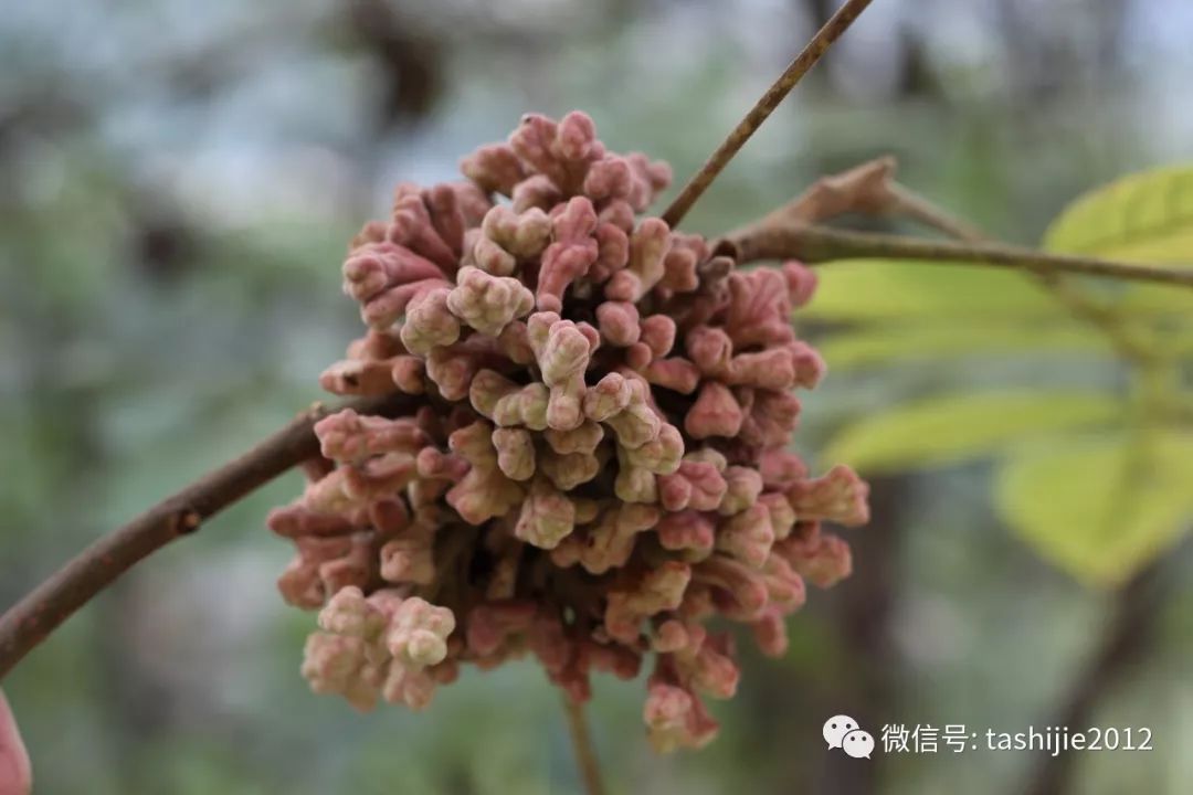 长毛的虫瘿,千奇百怪的虫子全集