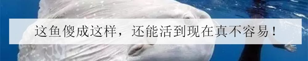 海水小百科紫月神仙鱼,海水小百科扁脑珊瑚
