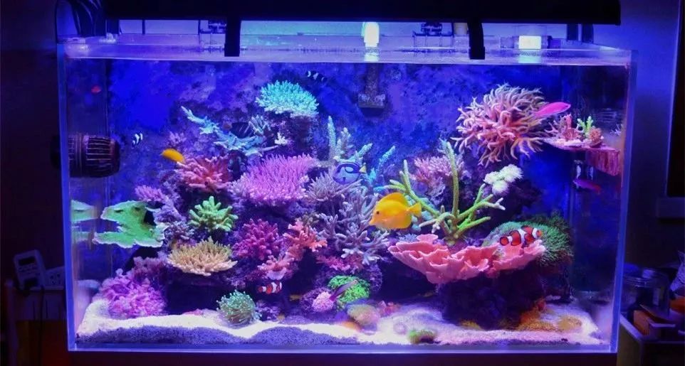 sps海缸ph多少最佳,海缸sps要多久才能下