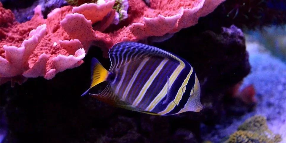 sps海缸ph多少最佳,海缸sps要多久才能下