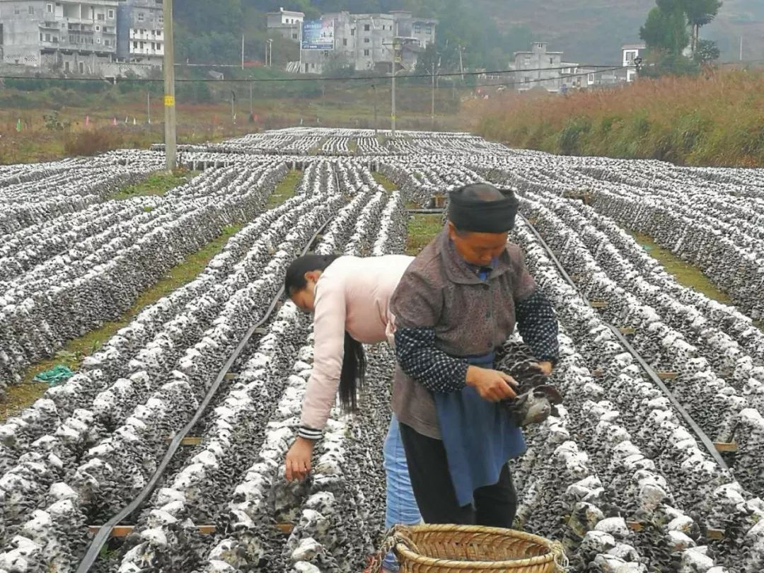 飞来横祸飞来横财,飞来横财到家门