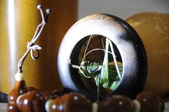 北方人会猫冬,东北什么时候开始猫冬