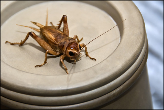 北方人会猫冬,东北什么时候开始猫冬