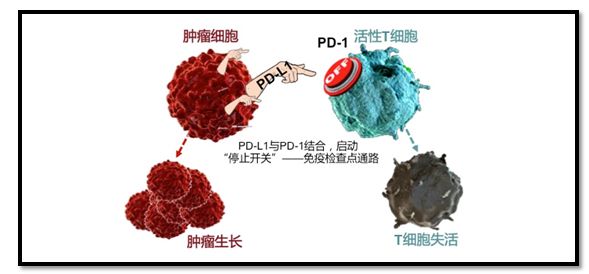 「涨姿势」对症下药,免疫治疗是否真的适合你?