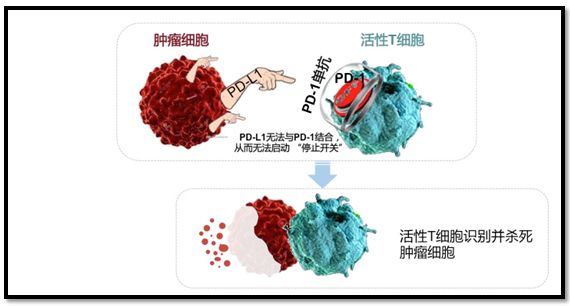 「涨姿势」对症下药,免疫治疗是否真的适合你?