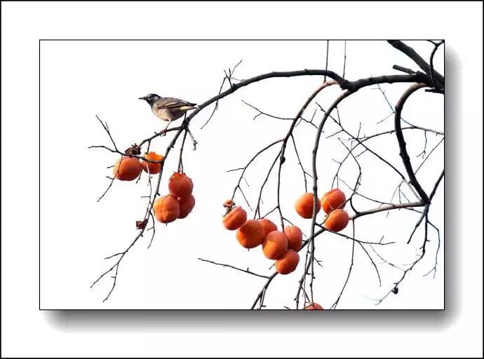 人月圆山中书事原文,人月圆山中书事赏析