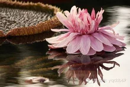 人月圆山中书事原文,人月圆山中书事赏析