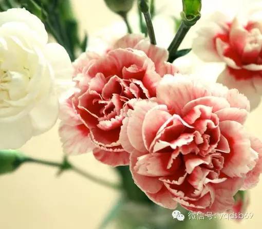 人月圆山中书事原文,人月圆山中书事赏析