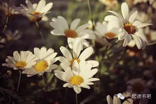 人月圆山中书事原文,人月圆山中书事赏析