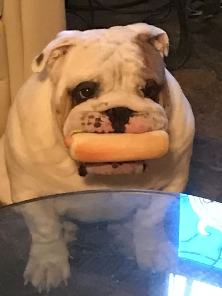 狗狗给你看它最喜欢的玩具,狗狗和它们最喜欢的玩具长见识了