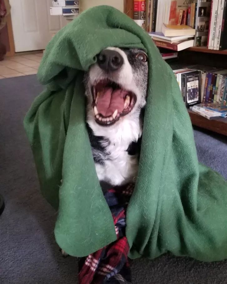 狗狗给你看它最喜欢的玩具,狗狗和它们最喜欢的玩具长见识了