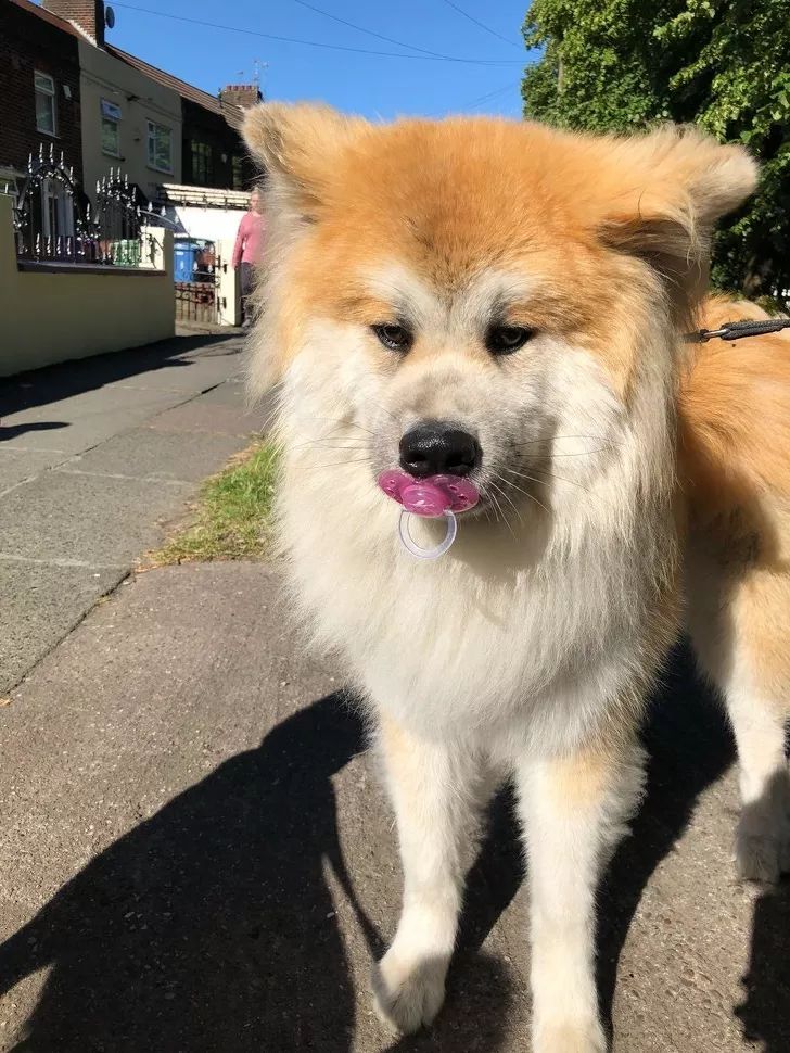 狗狗给你看它最喜欢的玩具,狗狗和它们最喜欢的玩具长见识了