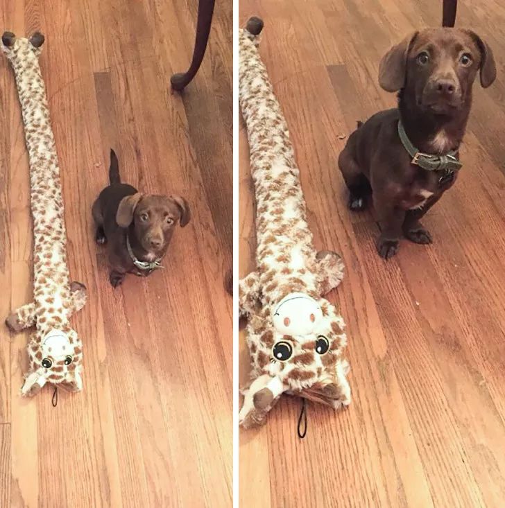 狗狗给你看它最喜欢的玩具,狗狗和它们最喜欢的玩具长见识了