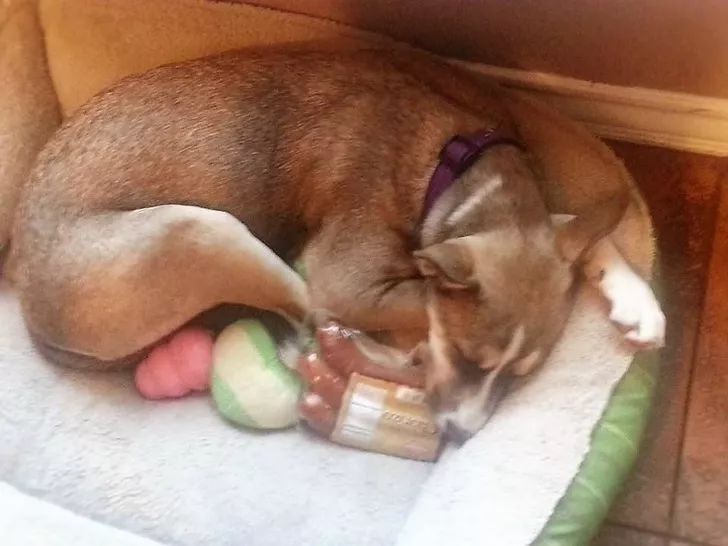 狗狗给你看它最喜欢的玩具,狗狗和它们最喜欢的玩具长见识了