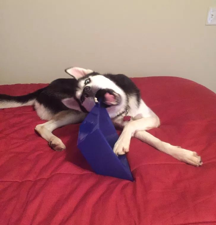 狗狗给你看它最喜欢的玩具,狗狗和它们最喜欢的玩具长见识了