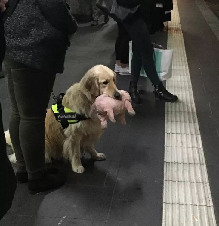 狗狗给你看它最喜欢的玩具,狗狗和它们最喜欢的玩具长见识了