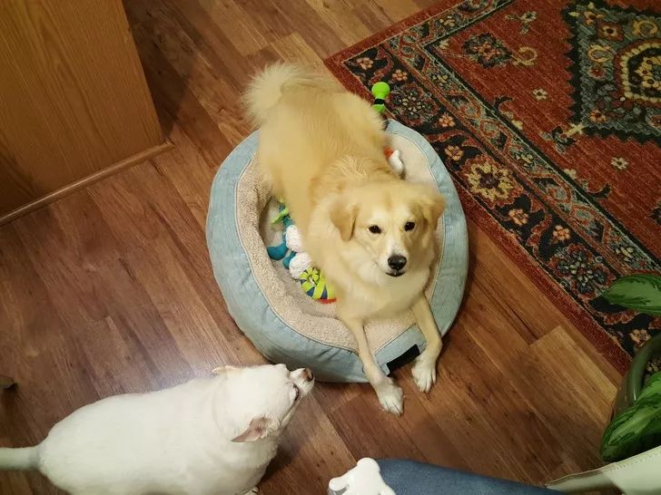 狗狗给你看它最喜欢的玩具,狗狗和它们最喜欢的玩具长见识了