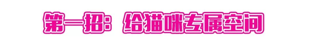 看猫咪如何对狗狗大打出手,猫狗大战猫咪