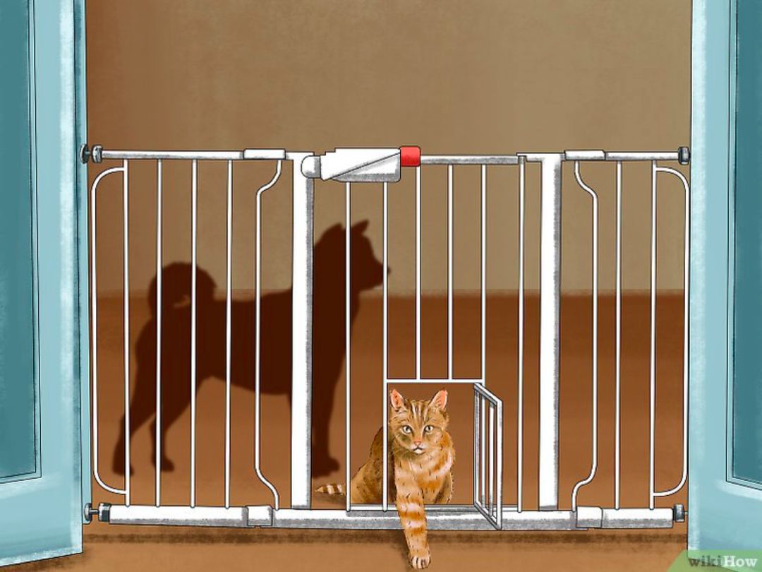 看猫咪如何对狗狗大打出手,猫狗大战猫咪