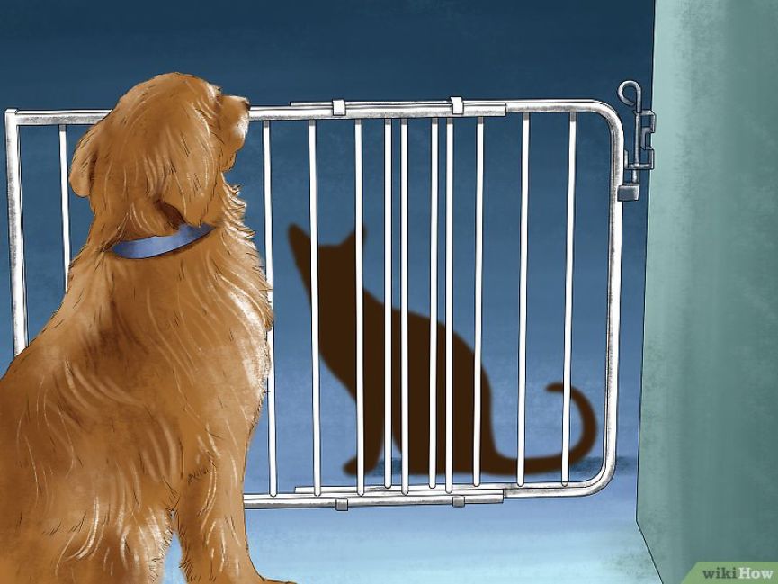 看猫咪如何对狗狗大打出手,猫狗大战猫咪