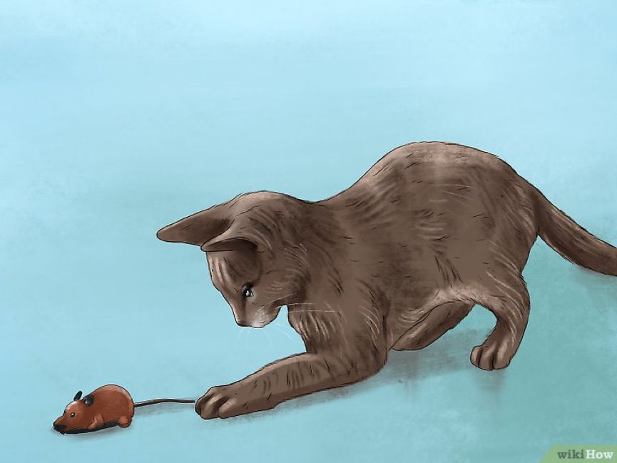 看猫咪如何对狗狗大打出手,猫狗大战猫咪