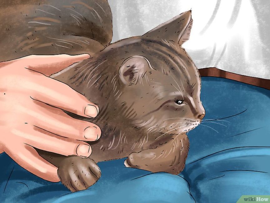 看猫咪如何对狗狗大打出手,猫狗大战猫咪