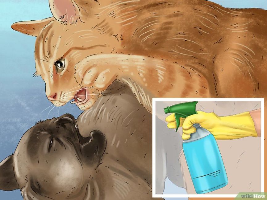 看猫咪如何对狗狗大打出手,猫狗大战猫咪